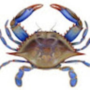 Meet your Posher, Libby